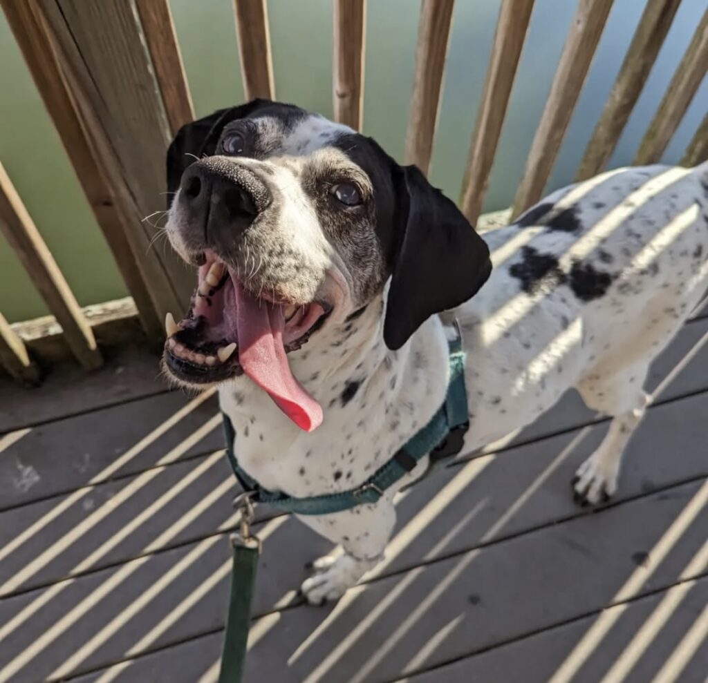 a black and white english pointer