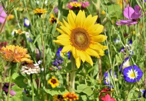 sunflower, flower wallpaper, flowers, flower bed, flower meadow, petals, bloom, bright, wild flowers, flower background, wildflowers, garden flowers, colorful, plant, meadow, nature, beautiful flowers, flora, garden