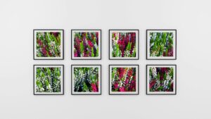 A collection of framed vibrant heather flower photographs displayed on a white gallery wall.