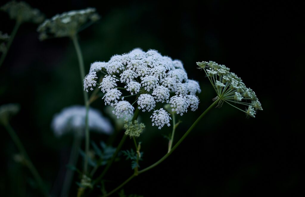 Close-up of white cow parsley flowers against a dark background, evoking a tranquil garden atmosphere.