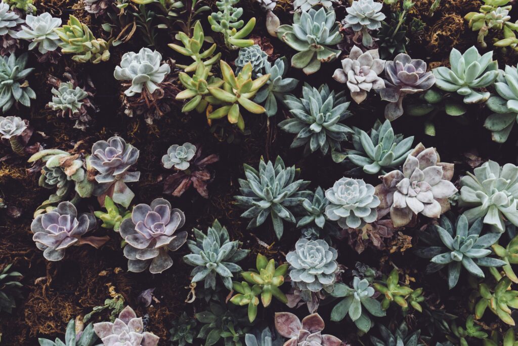 A diverse collection of vibrant succulents showcasing natural beauty and texture.