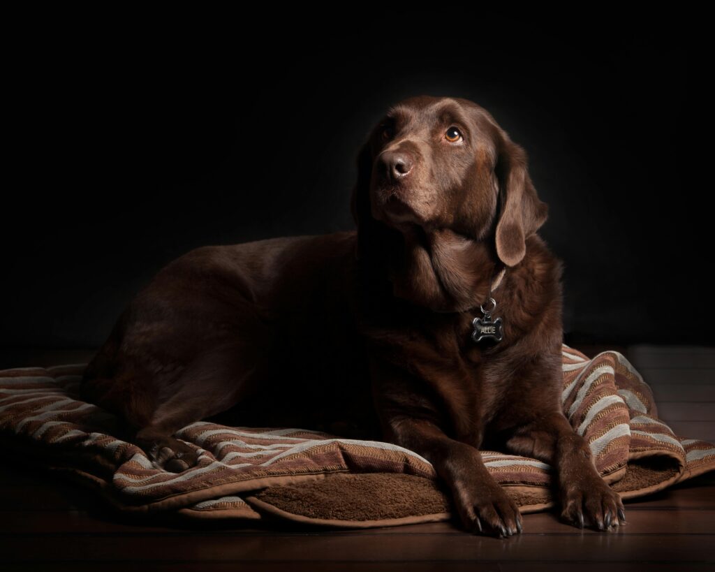 A chocolate Labrador dog lounging on a cozy rug with a dark background.