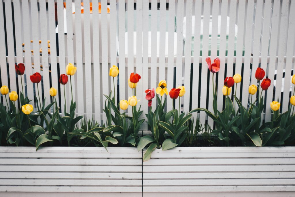 Red and yellow tulips bloom vibrantly against a white picket fence, capturing the essence of spring.