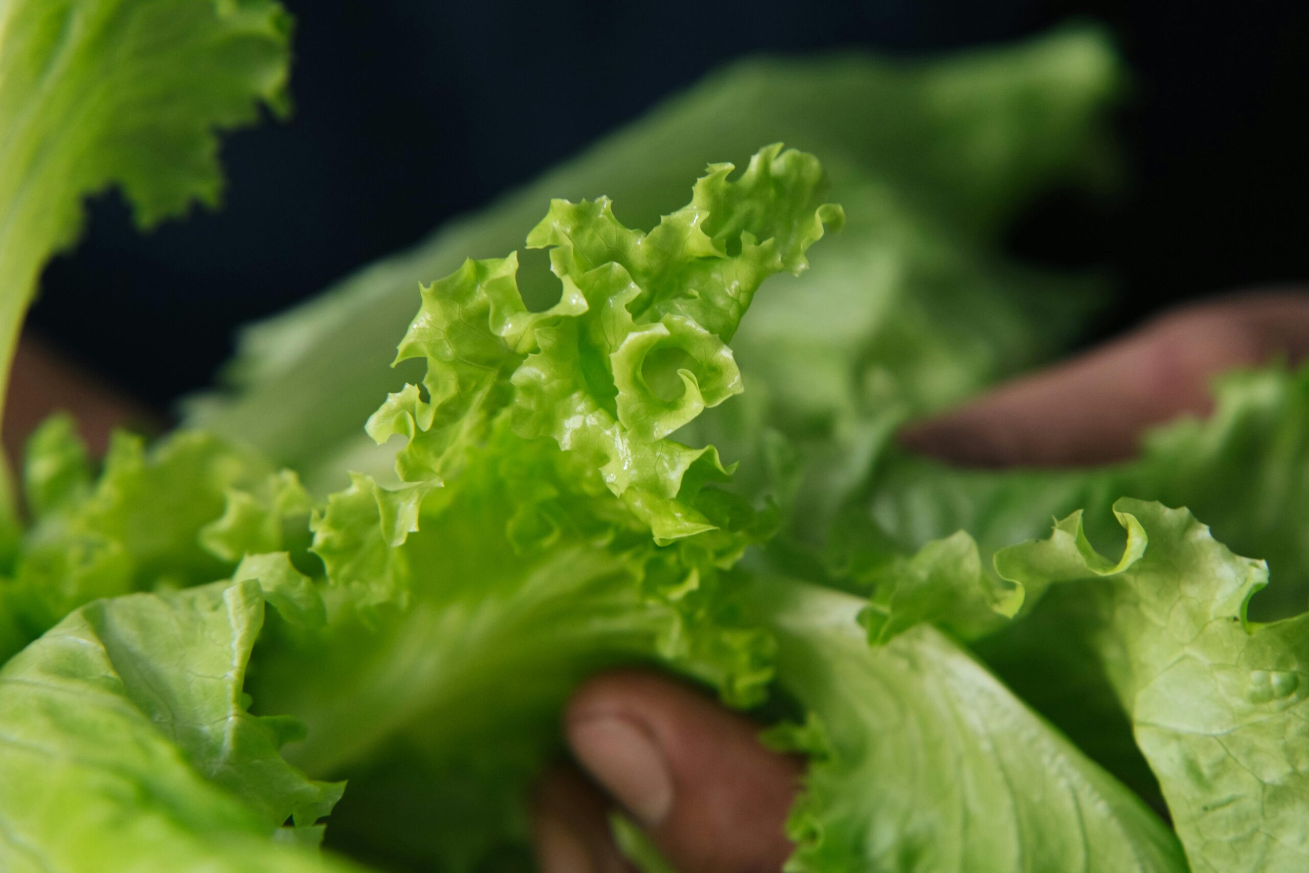 Close-up shot of vibrant green lettuce leaves held by hands, emphasizing freshness.