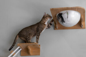 A modern living room wall featuring an architectural cat climbing system with wooden steps and a sleeping bowel