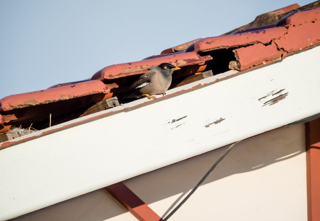 roof damage caused by wildlife or pests with missing shingles or chewed materials