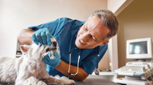 I won't hurt you. Kind veterinar checking teeth of a small dog lying on the table in veterinary clinic. Pet care concept. Medicine concept. Animal hospital