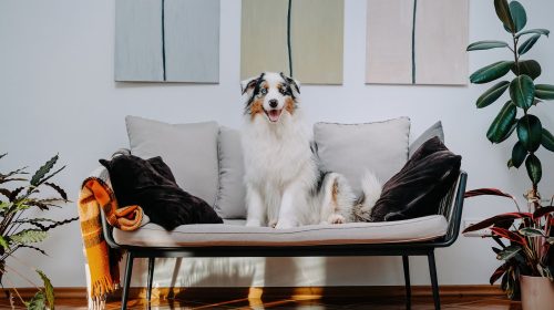 Friendly domestic dog with beautiful fur and multicolored eyes sits and relaxes on modern sofa in retro styled room.