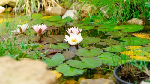 Natural pond in garden, bio garden with watterfall and water lilies