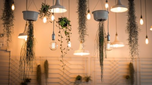 lights, decoration, illuminated, interior design, plants, light bulbs, hanging plants, nature, incandescent, lighting, interior decoration