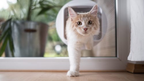 cream tabby maine coon cat passing through cat flap in the window