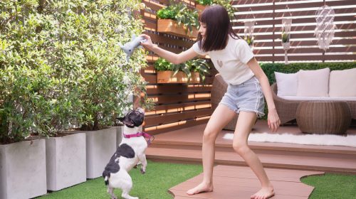 Woman playing with dogs in garden