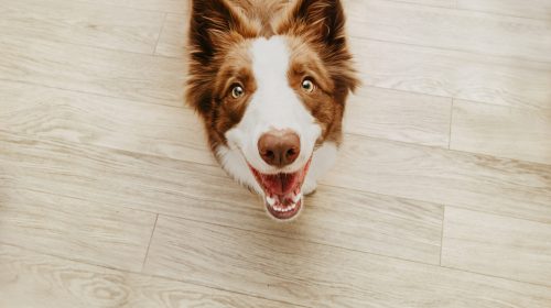 Portrait happy brown border collie dog against wooden parquet