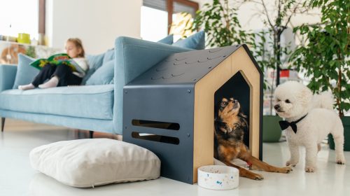 Girl in the background sitting cozy on sofa and reading magazine. Little dogs coming out from stylish indoor dog house and looking around