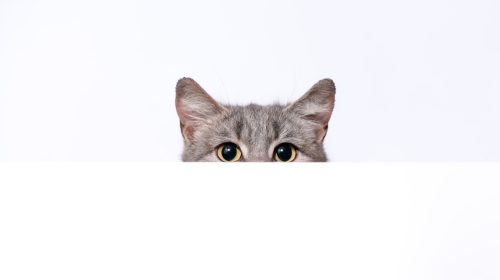 silver tabby cat peeks out from behind a white wall on light background