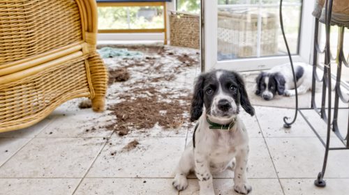 two naughty puppies looking sorry for themselves