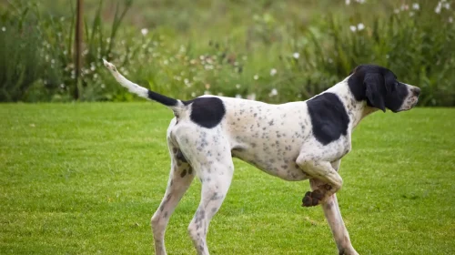 English Pointer