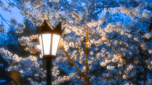 A peaceful evening scene of cherry blossoms gently lit by an old street lamp.