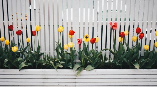 Red and yellow tulips bloom vibrantly against a white picket fence, capturing the essence of spring.